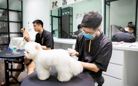 Dịch vụ đón thú cưng đi tắm, giải khuây cho chó mèo 'đắt hàng' mùa dịch