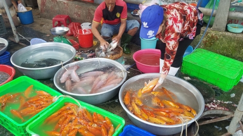 Cá chép bán tại chợ Bà Chiểu chiều 27-1 (22 tháng chạp) với giá phổ biến 70.000-150.000 đồng/kg, những con lớn có giá trên 1kg giá 200.000-250.000 đồng/kg 