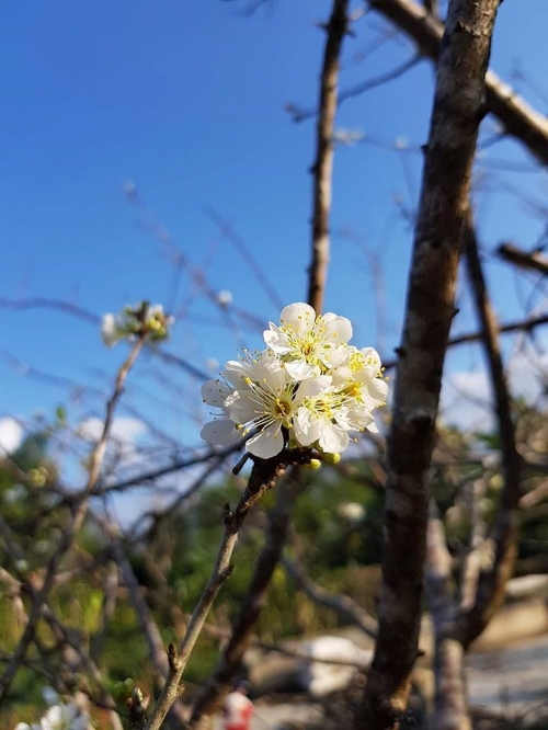  Giữa rừng hoa mận, một chùm hoa nở sớm trắng tinh khôi