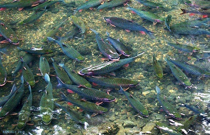  Suối cá Cẩm Lương