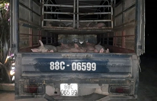 Chiếc xe và 32 con lợn bị LMLM bị bắt giữ