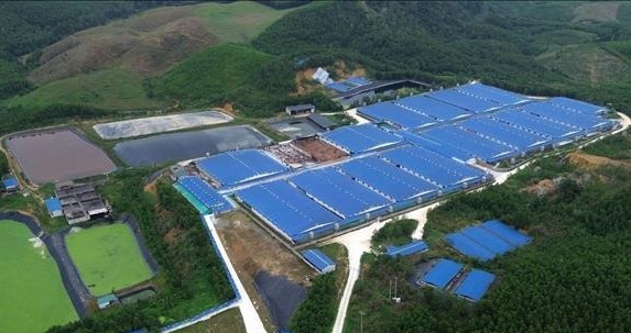 Bức xúc vì gần một nghìn con lợn sữa c.h.ế.t c.h.á.y không tiêu h.ủ.y kịp thời gây ô nhiễm