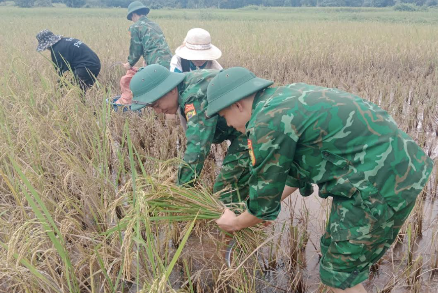 Bộ đội Biên phòng giúp dân thu hoạch lúa, ứng phó mưa lũ