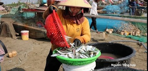 Ngư dân trúng đậm mùa cá trích, thu tiền triệu mỗi chuyến ra khơi