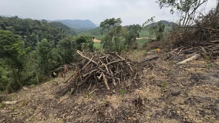 Phá hơn 4.000m² rừng phòng hộ, hai anh em bị phạt gần 150 triệu đồng