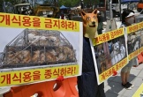 Hàn Quốc cân nhắc ban hành luật cấm ăn thịt chó