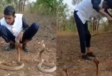 Dại dột hôn rắn hổ mang, người đàn ông nhận ngay kết đắng