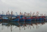 Thanh Hóa ‘cấm cửa’ tàu cá xuất bến nếu không đủ thủ tục