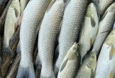 Vụ cá nuôi trên sông Mã chết bất thường: Đã có kết quả xét nghiệm
