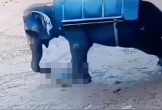 Bị đánh vào chân, voi nổi điên giẫm tử vong người huấn luyện
