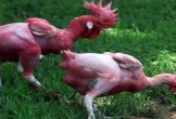Kỳ lạ giống gà không lông độc nhất vô nhị trên thế giới