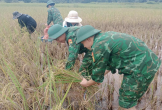 Bộ đội Biên phòng giúp dân thu hoạch lúa, ứng phó mưa lũ