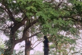 Phát hiện thi thể nam treo lơ lửng trên cành cây