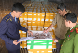 Phát hiện hàng trăm thùng cá khoai ướp formol tuồn vào Thanh Hóa