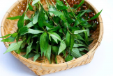Những công dụng chữa bệnh ít người biết của rau răm