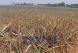 Thanh Hóa: Hàng trăm ha dứa chết hàng loạt, nông dân nguy cơ mất trắng