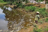 Người dân tập trung tố trại lợn nhiều lần gây ô nhiễm môi trường