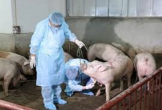 Thanh Hóa: Khoanh vùng, dập dịch tả lợn châu Phi