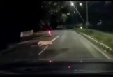 Báo hoa mai lao ra vồ người đi xe máy trong đêm và cái kết