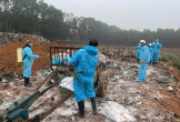 Thanh Hoá tiêu huỷ hàng nghìn con lợn nhiễm tả châu Phi