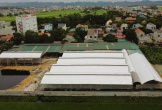 Trang trại hàng trăm con bò 