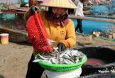 Ngư dân trúng đậm mùa cá trích, thu tiền triệu mỗi chuyến ra khơi