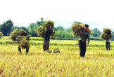 Công an Thanh Hóa xuống đồng giúp dân mùa gặt