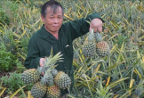 Thanh Hóa: Dứa chín đỏ đồi, giá giảm sâu