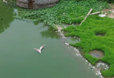 Cá ch/ế/t trắng hồ Đồng Nững, nghi vấn nước thải từ trang trại chăn nuôi lợn